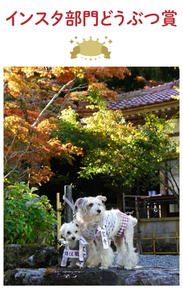 インスタ部門 どうぶつ賞