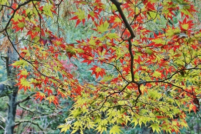 フォトコンテスト