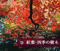 紅葉・四季の樹木
